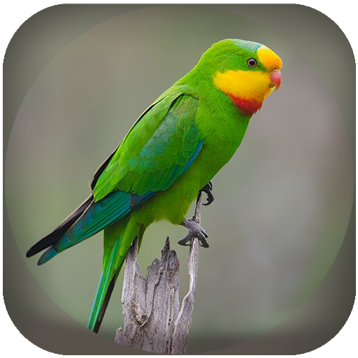 Parakeet Bird  Sounds and images