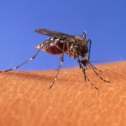 Image de l'icône Virus Zika et microcéphalie