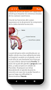 Anatomia Reprodutiva Masculina