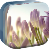 Violet Flowers Live Wallpaper icon
