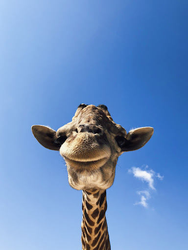 Giraffe Wallpapers 2 Screen 2