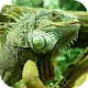 Iguana. Animal Wallpapers विंडोज़ पर डाउनलोड करें