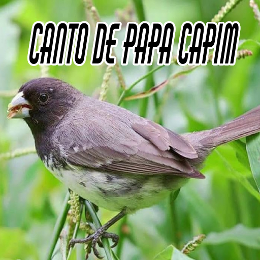 Canto De Papa-Capim viviti – Apps no Google Play