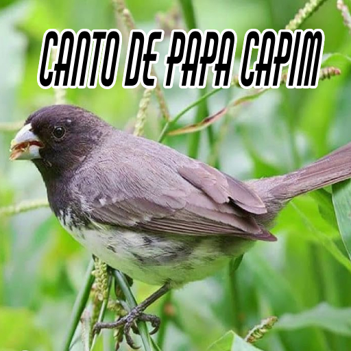 Canto de Papa Capim Viviti logo