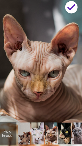 Cute Kitten Sphinx Cat Lock Sc Screenshot 3 - AppWisp.com