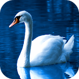 Swan Wallpapers icon