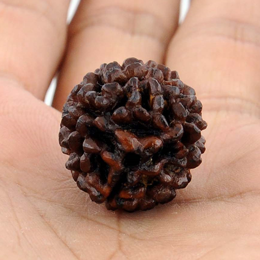 Rudraksha logo