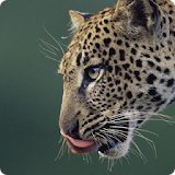 Amur Leopard live wallpaper icon