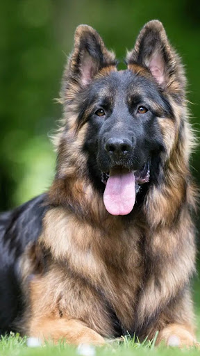 German Shepherd Screen 2