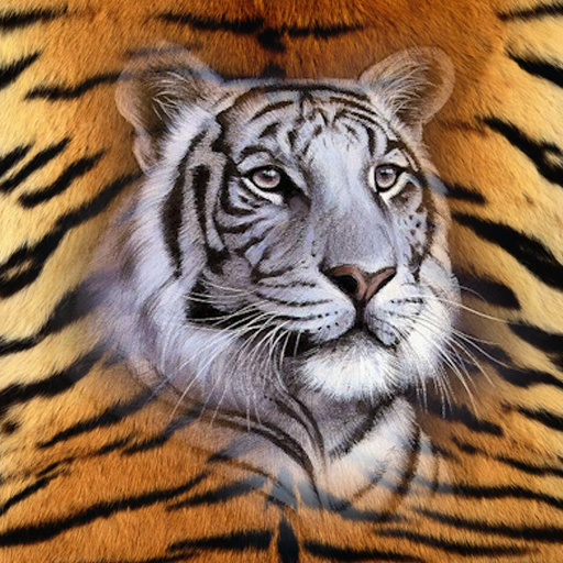Tiger Wallpapers HD 1.0.2 Icon