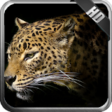 Leopard Wallpaper icon