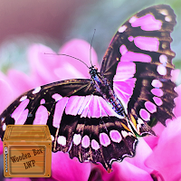 pink black butterfly wallpaper