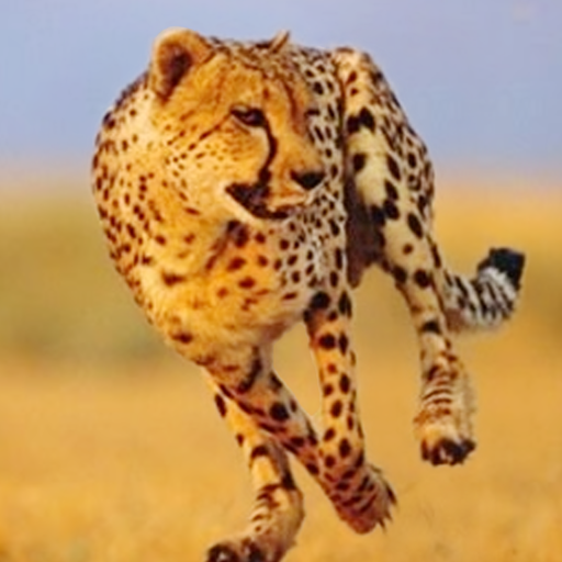 Cheetah Run logo