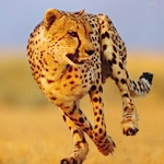 Cover Image of Unduh Lari Cheetah  APK