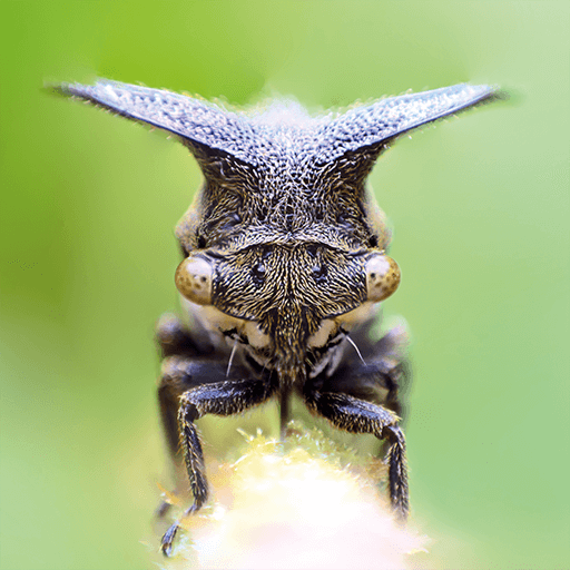 TapADot-Bugs logo