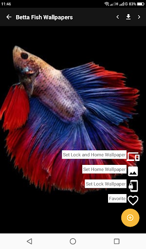 Beautiful Betta Fish Wallpapers Collection
