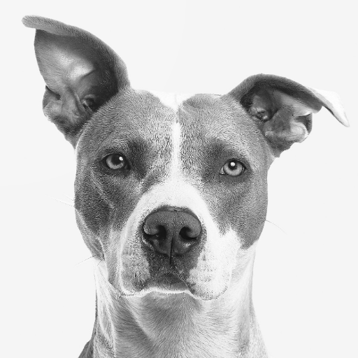 My Love Dogs Wallpapers logo