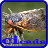 Cicada Full Mp3 icon