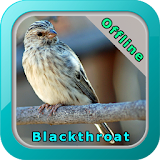 Kicau Burung Blackthroat icon