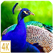 Peacock Wallpaper Live 4K - Sensor, Multi Touch