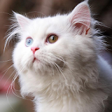 White Cats Wallpapers icon