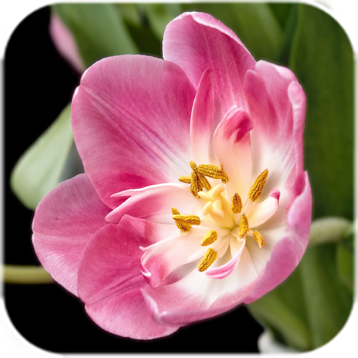 Pink Tulips Live Wallpaper  Icon