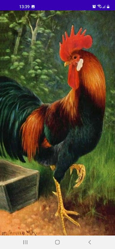 Chicken Wallpaper HD Screen 2
