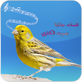 bird canary ringtone icon