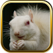 Albino Animals Puzzles - Androidアプリ