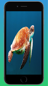 Turtle HD Wallpaper