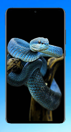 Snake Wallpaper 4K Screenshot 2 - AppWisp.com
