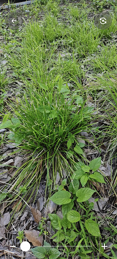 EyeLite Zoom Camera and Light