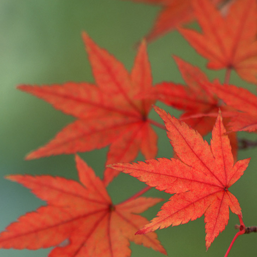 Maple Leaf Live Wallpaper logo