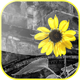 Color Photo Maker Effects icon