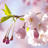 Japanese Flowers HD Wallpapers icon