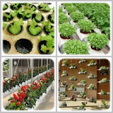 DIY Organic Gardening Ideas icon
