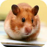 HAMSTER Wallpapers v2 icon