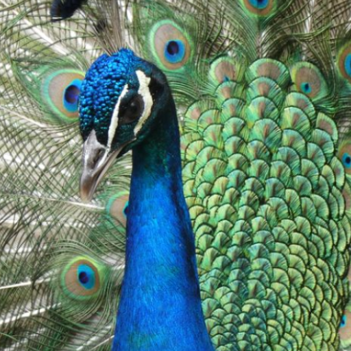 Peacock Sounds logo