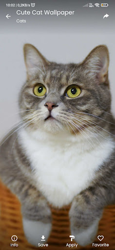 Cat Wallpaper Screen 3