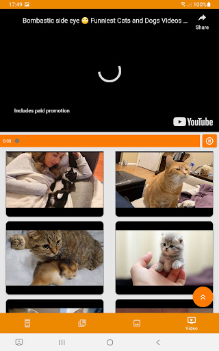 Cing Meng Cat Collection