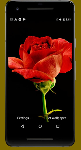 4K Red Rose Video Live Wallpap