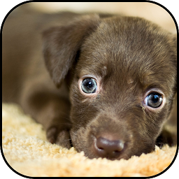 Icon image Baby dog wallpapers