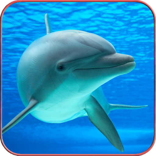 Dolphin Wallpaper HD  Icon