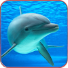 Dolphin Wallpaper HD icon
