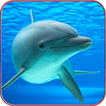 Cover Image of Baixar Dolphin Wallpaper HD 1.06 APK