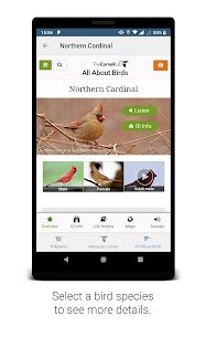 BirdNET: Bird sound identification 4