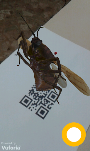 Triatoma Infestans AR