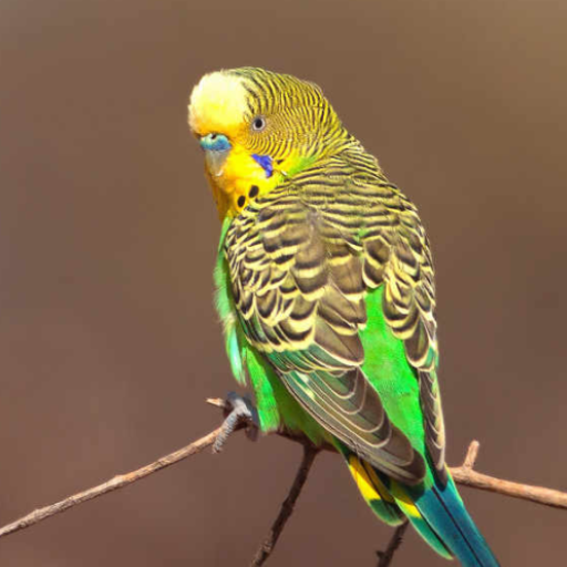 Budgerigar Bird Sounds logo