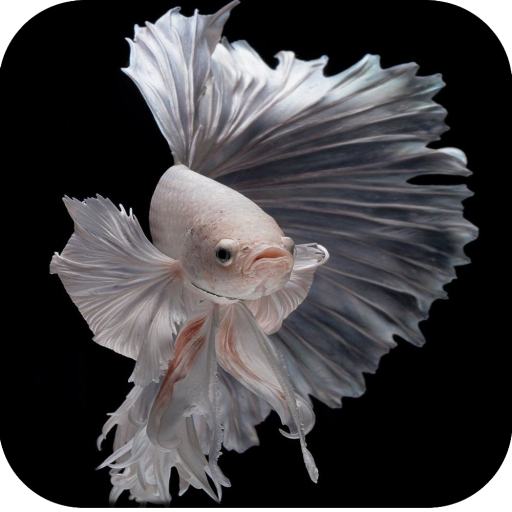 Betta Fish Wallpaper Hd Google Play のアプリ