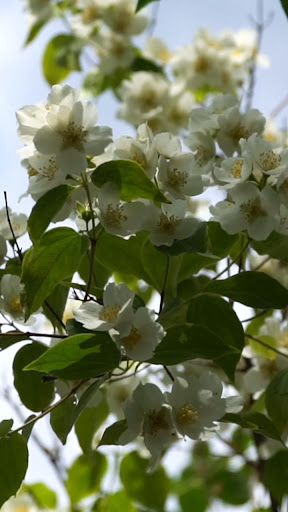 Android application jasmine flower wallpaper screenshort